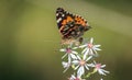 American Painted Lady butterfly Vanessa virginiensis Royalty Free Stock Photo