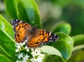 American Painted Lady butterfly (Vanessa virginiensis) Royalty Free Stock Photo