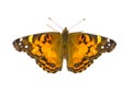 American painted lady Butterfly - Vanessa virginiensis - isolated on white background top dorsal view Royalty Free Stock Photo