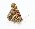 American painted lady Butterfly - Vanessa virginiensis - isolated on white background top side profile view showing intricate Royalty Free Stock Photo