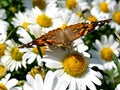 American Painted Lady Butterfly Royalty Free Stock Photo