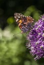 American Painted Lady butterly Royalty Free Stock Photo