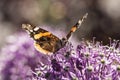 American Painted Lady butterly Royalty Free Stock Photo