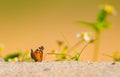 American Painted Lady Vanessa virginiensis butterfly looking away from camera, on sand dune Royalty Free Stock Photo