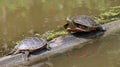 American painted turtles basking in the sun on a log in a natural pond setting Royalty Free Stock Photo