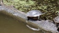 American painted turtles basking in the sun on a log in a natural pond setting Royalty Free Stock Photo