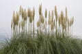 American pampas grass Royalty Free Stock Photo