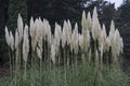 American pampas grass Royalty Free Stock Photo