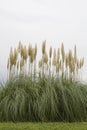 American pampas grass Royalty Free Stock Photo