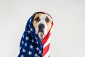 American patriotic dog concept. Royalty Free Stock Photo