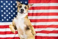 American Patriotic Dog.