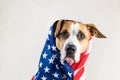 American patriotic dog portrait. Royalty Free Stock Photo