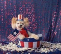 American patriotic small dog sits in stars and stripes bucket