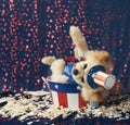 American patriotic Uncle Sam dog gives election speech loses ba Royalty Free Stock Photo