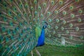 American Peacock has beautiful eye spot pattern in feathers Royalty Free Stock Photo