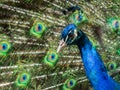 American Peacock has beautiful eye spot pattern in feathers Royalty Free Stock Photo