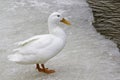 American Pekin Duck (anas platyrhynchos domestica) Royalty Free Stock Photo