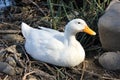 American Pekin duck Royalty Free Stock Photo