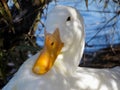 American Pekin Duck Royalty Free Stock Photo