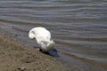 California Wildlife Series - American Pekin Duck or Long Island Duck - Lake Murray Community Park Royalty Free Stock Photo