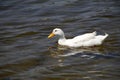 California Wildlife Series - American Pekin Duck or Long Island Duck - Lake Murray Community Park Royalty Free Stock Photo