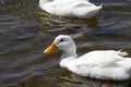 California Wildlife Series - American Pekin Duck or Long Island Duck - Lake Murray Community Park Royalty Free Stock Photo