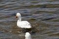 California Wildlife Series - American Pekin Duck or Long Island Duck - Lake Murray Community Park Royalty Free Stock Photo