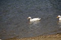 California Wildlife Series - American Pekin Duck or Long Island Duck - Lake Murray Community Park Royalty Free Stock Photo