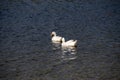 California Wildlife Series - American Pekin Duck or Long Island Duck - Lake Murray Community Park Royalty Free Stock Photo
