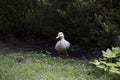 American Pekin Duck Royalty Free Stock Photo