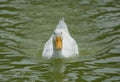 American Pekin Duck Royalty Free Stock Photo
