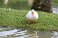 AMERICAN PEKIN OR A WHITE DUCK IN THE GRASS GOING TO THE LAKE, CITY OF GUARAMIRIM, STATE OF SANTA CATARINA, MAY, 2022 Royalty Free Stock Photo