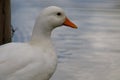AMERICAN PEKIN OR A WHITE DUCK, IN THE LAKE, SOUTH OF BRAZIL, MAY, 2022 Royalty Free Stock Photo