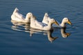 American pekin white ducks swimming across a still lake at sunset Royalty Free Stock Photo