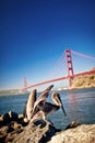 American pelican with Golden Gate bridge behind Royalty Free Stock Photo