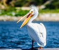 American Pelican