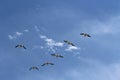 American Pelicans flying