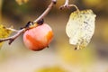 American Persimmon