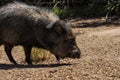 American pigs peccaries Royalty Free Stock Photo