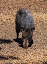 American pigs peccaries Royalty Free Stock Photo