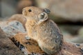 American Pika Royalty Free Stock Photo