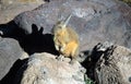 American Pika eating a leaf of a plant -It is an by global warming endangered animal