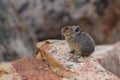 American Pika - Jasper National Park