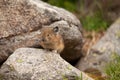 American Pika in Mt Rainier National Park