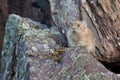 American Pika, ochotona princeps Royalty Free Stock Photo