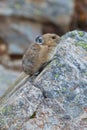 American Pika, ochotona princeps Royalty Free Stock Photo