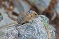 American Pika, ochotona princeps Royalty Free Stock Photo