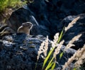 American Pika perched in a rocky talus field