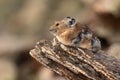 American Pika Resting On Rock