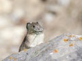 American pika on rock with grass in mouth in Canada Royalty Free Stock Photo